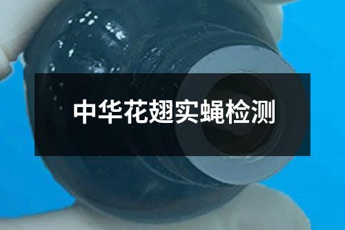 中華花翅實蠅檢測