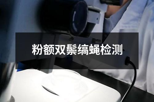 粉額雙鬃縞蠅檢測
