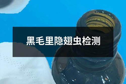黑毛里隱翅蟲(chóng)檢測(cè)